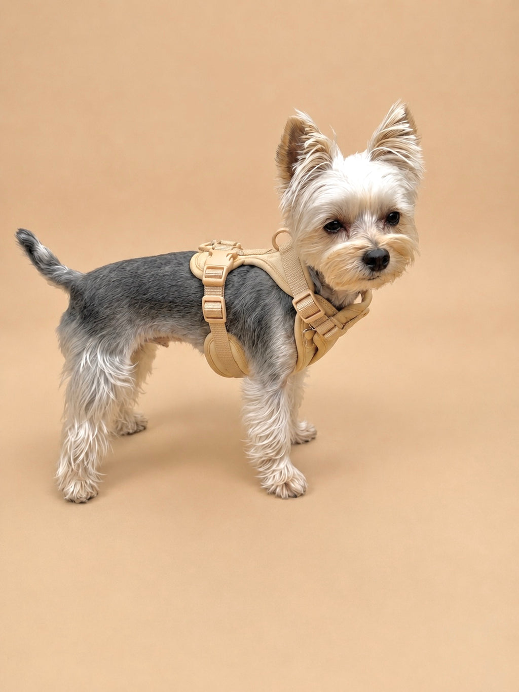 CHIARA Harness LATTE
