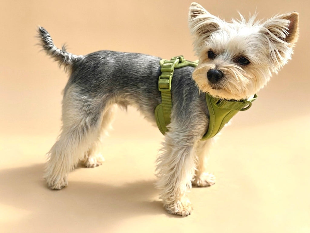 CHIARA Harness MATCHA